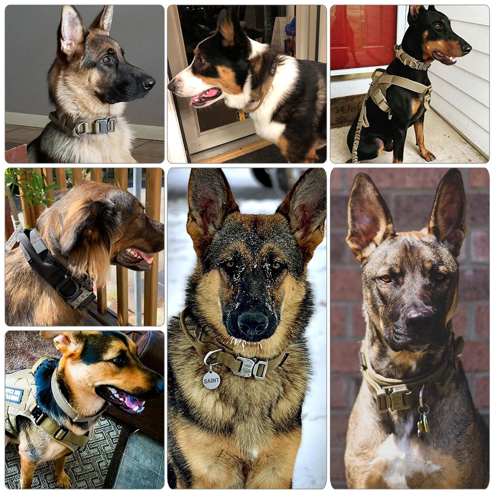 Dog Training Collar
